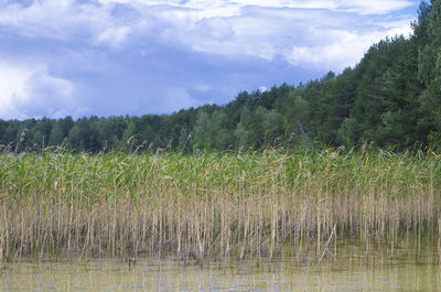 Scenic view of lake against sky