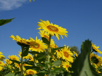 Low angle view of yellow flowering plant against clear sky