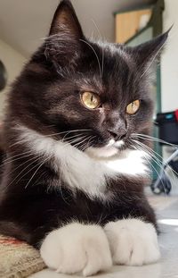 Close-up of a cat looking away at home