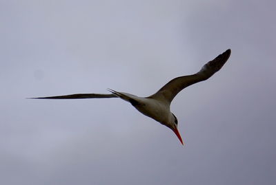 Close-up of bird flying against sky