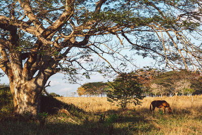 View of horse on field