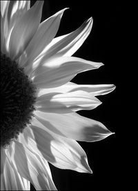 Close-up of white flowers