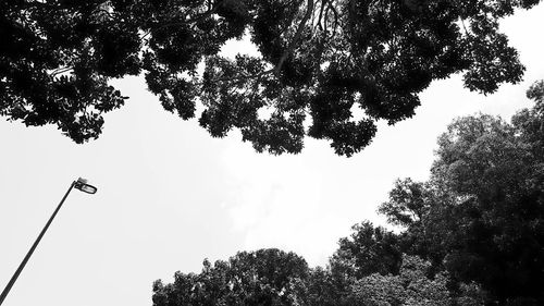 Low angle view of silhouette trees against sky