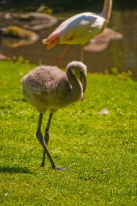 Close-up of bird in water