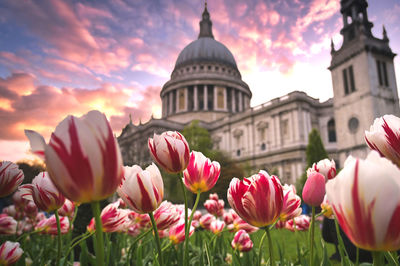 Close-up of pink tulips against sky