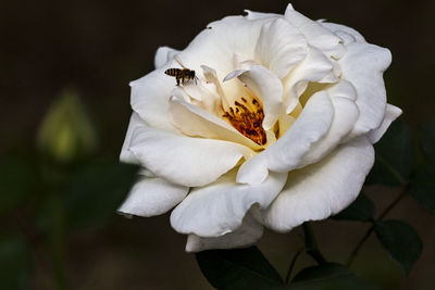 Close-up of white rose flower