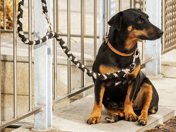 Dog waiting outdoors