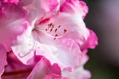 Close-up of pink rose flower