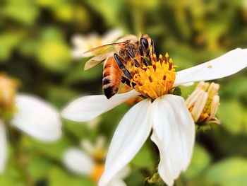 Close-up of butterfly pollinating on flower