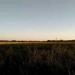 Scenic view of field against clear sky