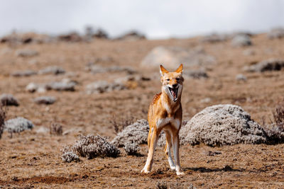 Portrait of fox on field