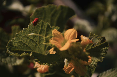 Close-up of flowering plant