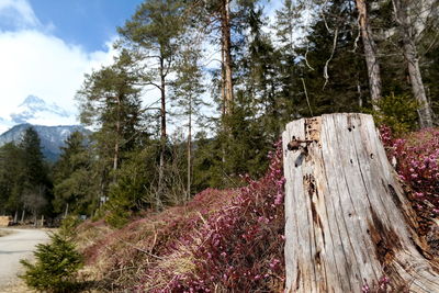 Trees growing in forest