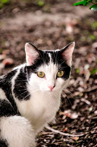 Close-up portrait of a cat