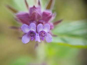 Close-up of purple flower