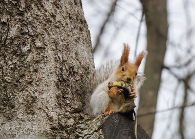 Low angle view of squirrel eating banana on tree