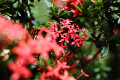 Close-up of red flowering plant