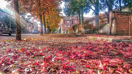 Autumn leaves in park