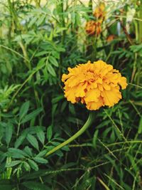 Close-up of yellow flowering plant on field