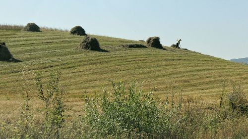 Scenic view of agricultural field against clear sky