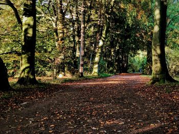 Road amidst trees in forest during autumn