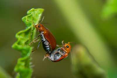 Close-up of insect on leaf