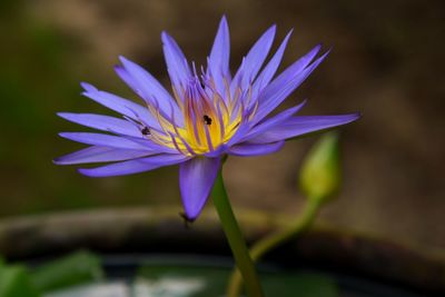 Close-up of purple water lily