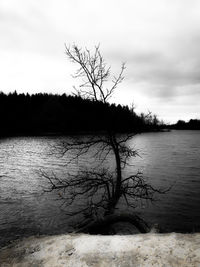 Bare tree by lake against sky