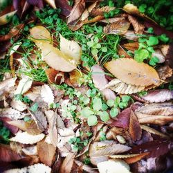 Full frame shot of leaves on field