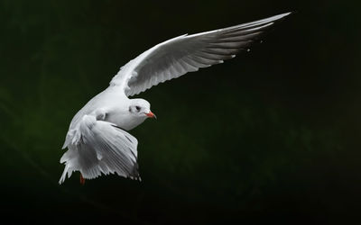 Close-up of seagull flying