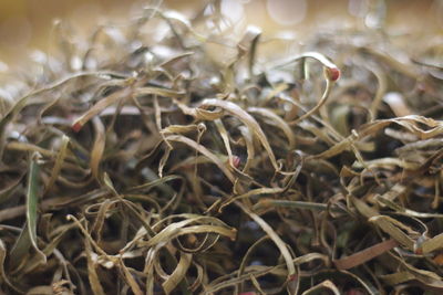 Close-up of dried plant on field