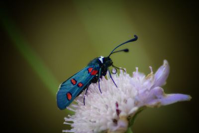 Close-up of butterfly pollinating on purple flower