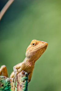 Close-up of a lizard