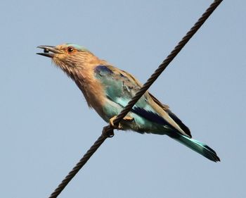 Low angle view of bird perching against clear sky