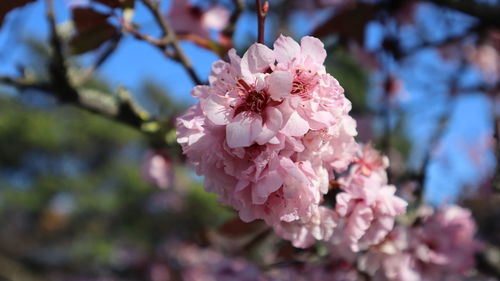 Close-up of pink cherry blossoms in spring