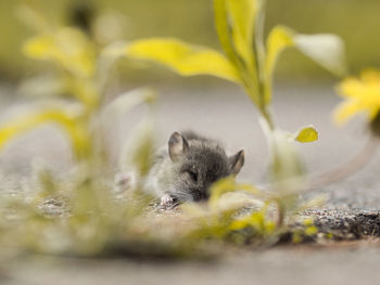 Close-up of little mouse sleeping under plants 