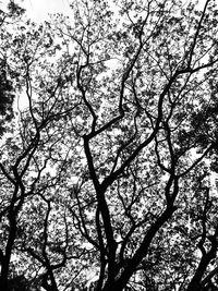 Low angle view of tree against sky