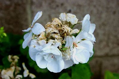 Close-up of white flowers on tree