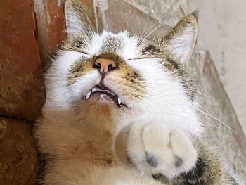 Close-up of a cat sleeping