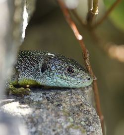 Close-up of lizard on rock