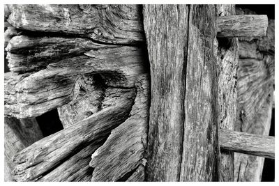 Close-up of tree trunk