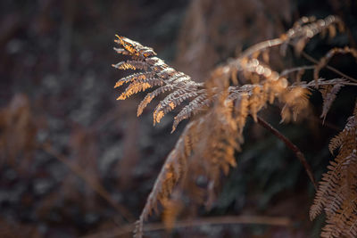 Close-up of dried leaves on plant during winter
