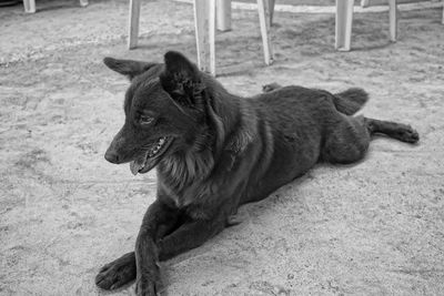 High angle view of dog looking away