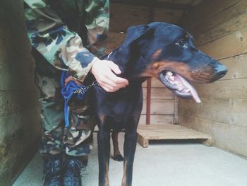 Close-up of dog sticking out tongue