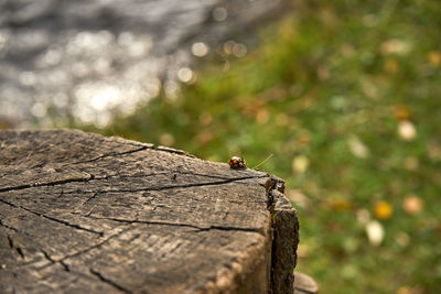 High angle view of insect on wood