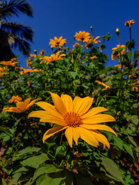 Close-up of yellow flowering plant