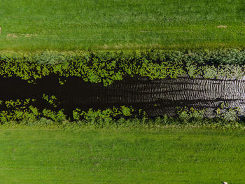 Plants growing on field