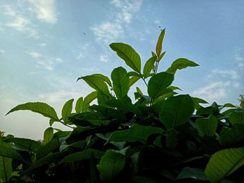 Low angle view of leaves against sky