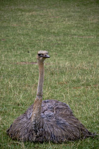 Close-up of bird on field