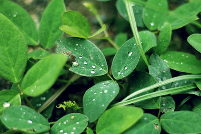 Close-up of water drops on leaves